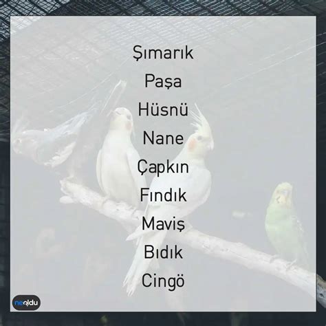 Muhabbet erkek kuşu isimleri